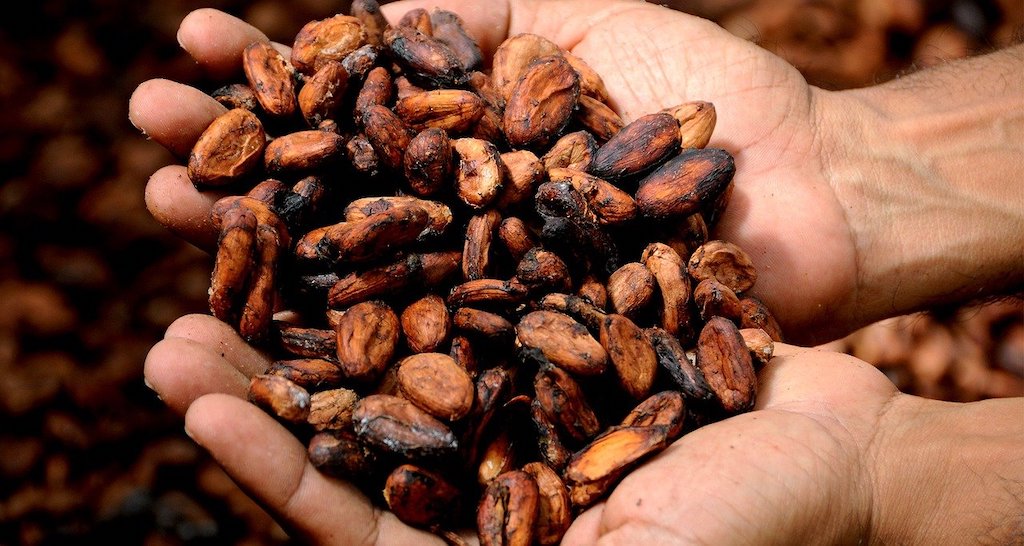 Karob świetną alternatywa dla kakao