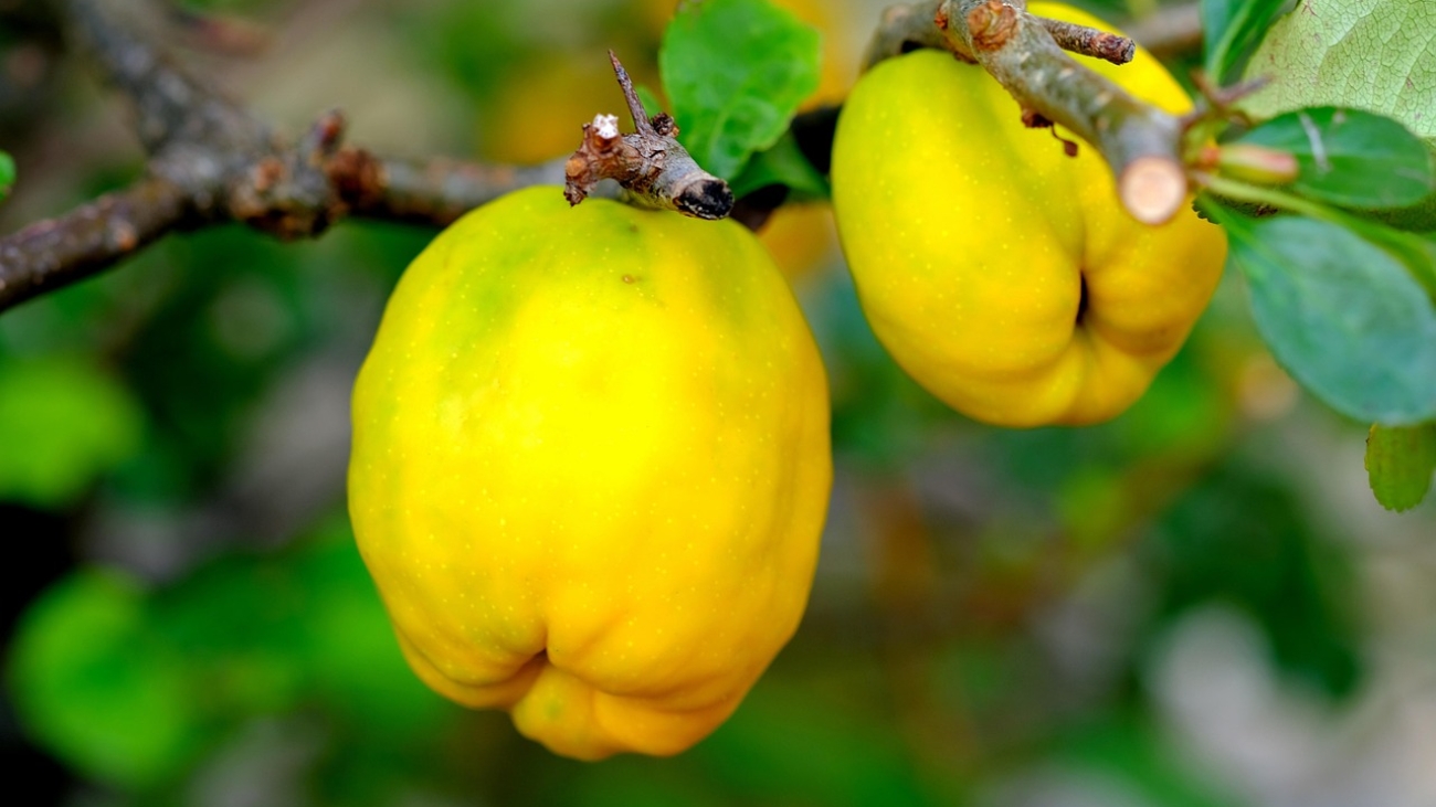 ornamental-quince-2684072_1280