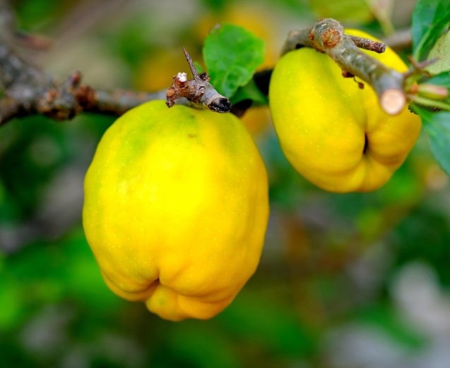 ornamental-quince-2684072_1280