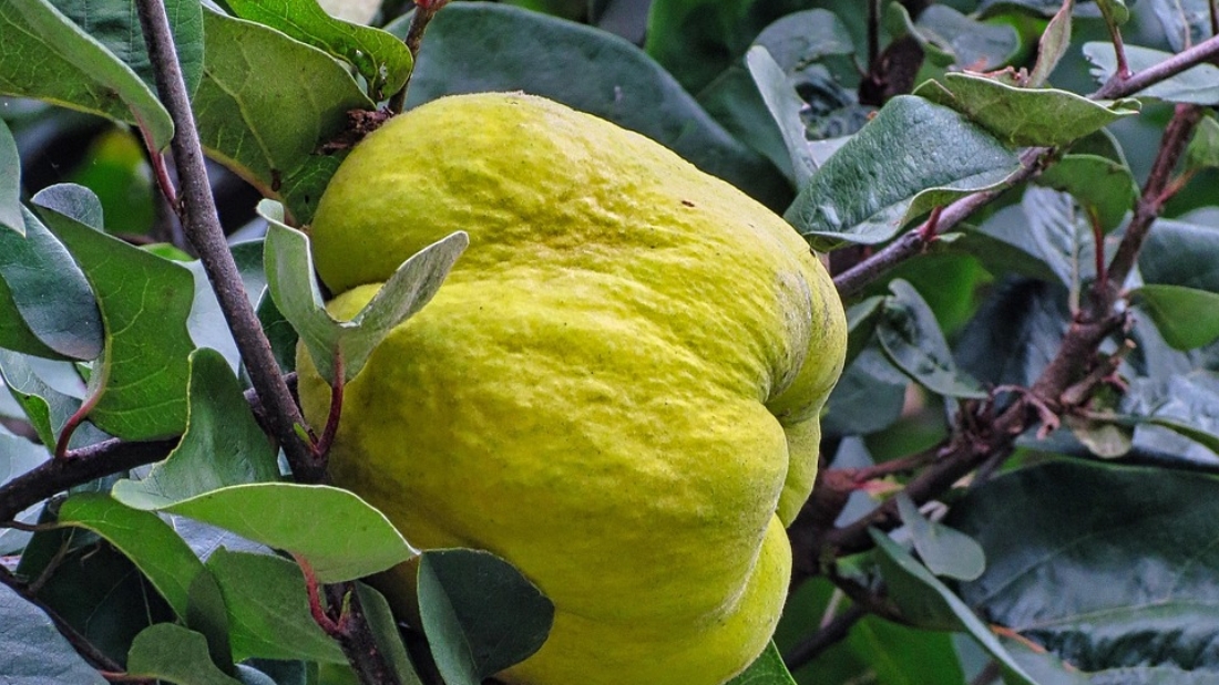 quince-5143303_1280